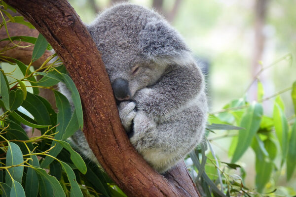 Koala Image Saving Koalas Is Agonisingly Simple copy copy