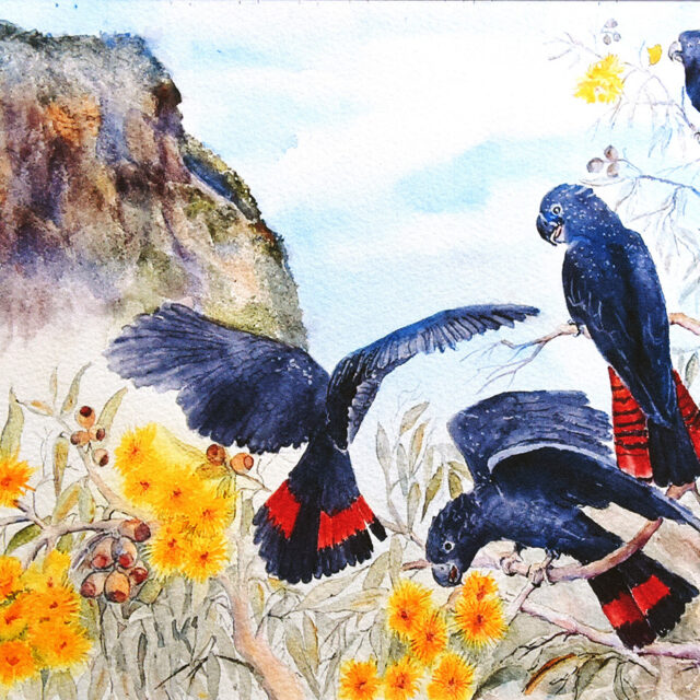 Black Cockatoos Water Colour Print Art