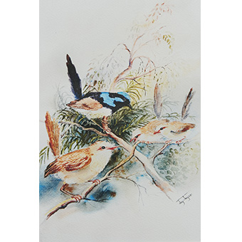 Blue Wren Water Colour Print Art