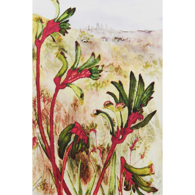 Kangaroo Paw Colour Print Art For Nature Lover