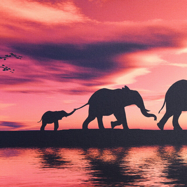 Elephants Nature Canvas Photography