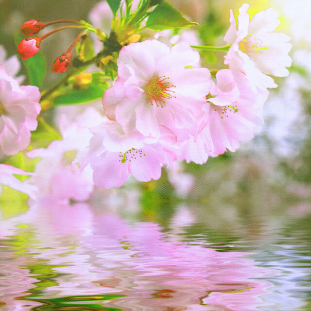 Flower Reflection Nature Canvas Photography