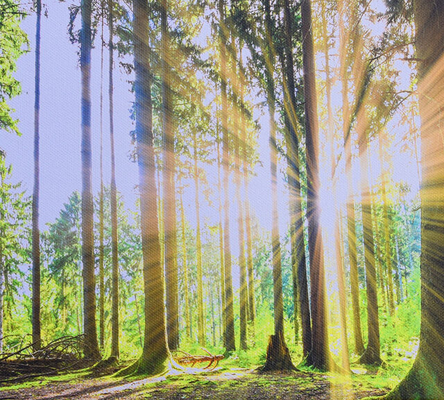 Forest Light Nature Canvas Photography