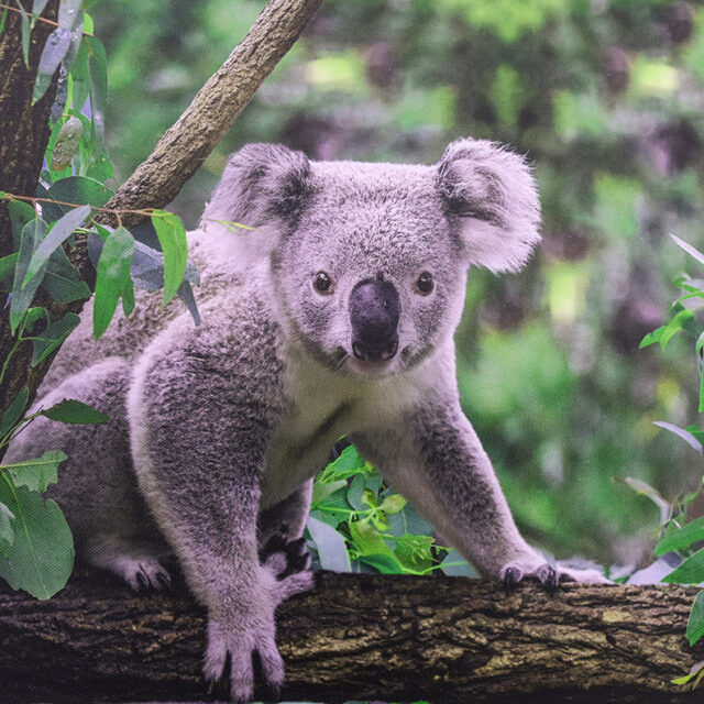 Koala Nature Canvas Photography