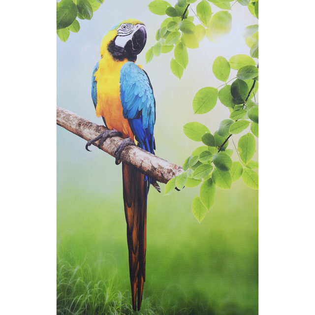 Macaws Nature Canvas Photography